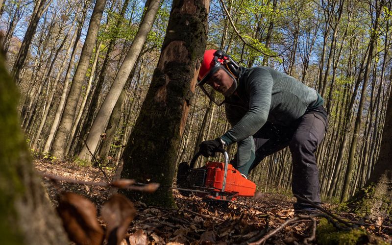 Worker cutting a tree with a chainsaw