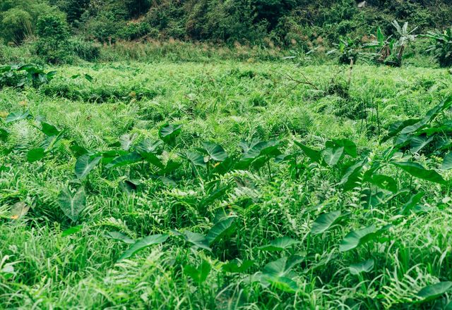 Dense green brush and undergrowth covering a field