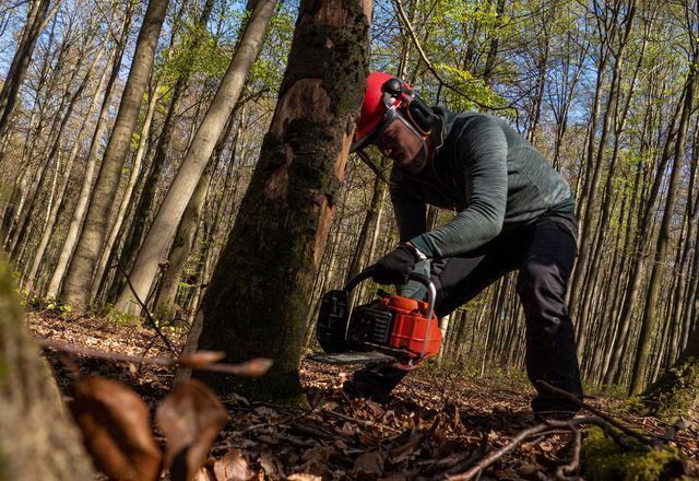 Worker cutting a tree with a chainsaw